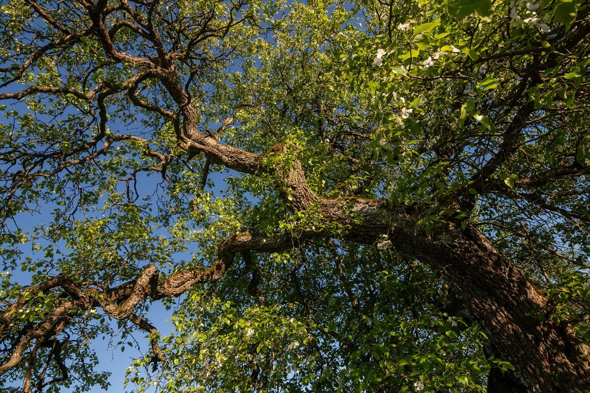 FOTO: Hlasujte za výnimočné stromy z Banskobystrického kraja, foto 17
