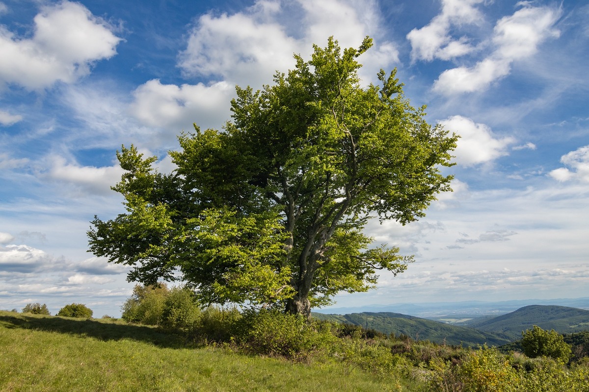 FOTO: Hlasujte za výnimočné stromy z Banskobystrického kraja, foto 18