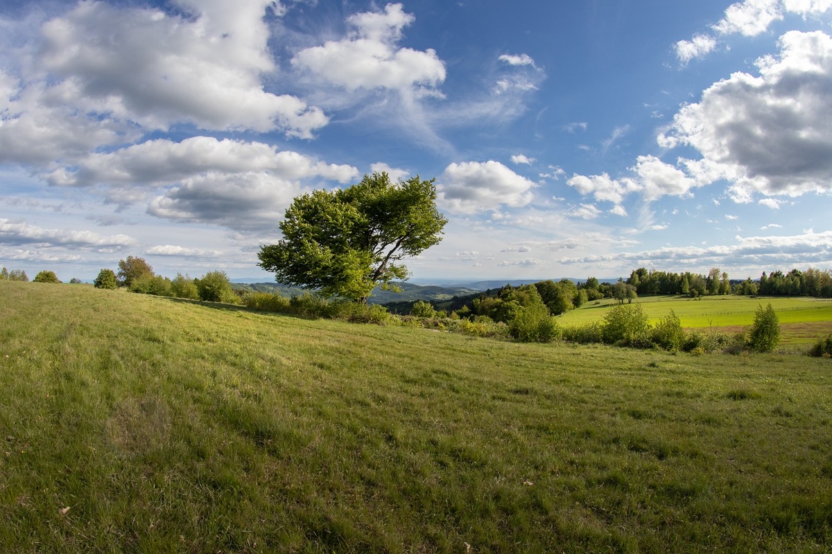 FOTO: Hlasujte za výnimočné stromy z Banskobystrického kraja, foto 19