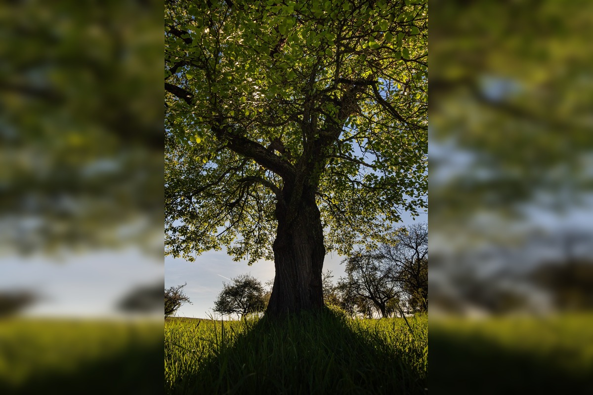 FOTO: Hlasujte za výnimočné stromy z Banskobystrického kraja, foto 20