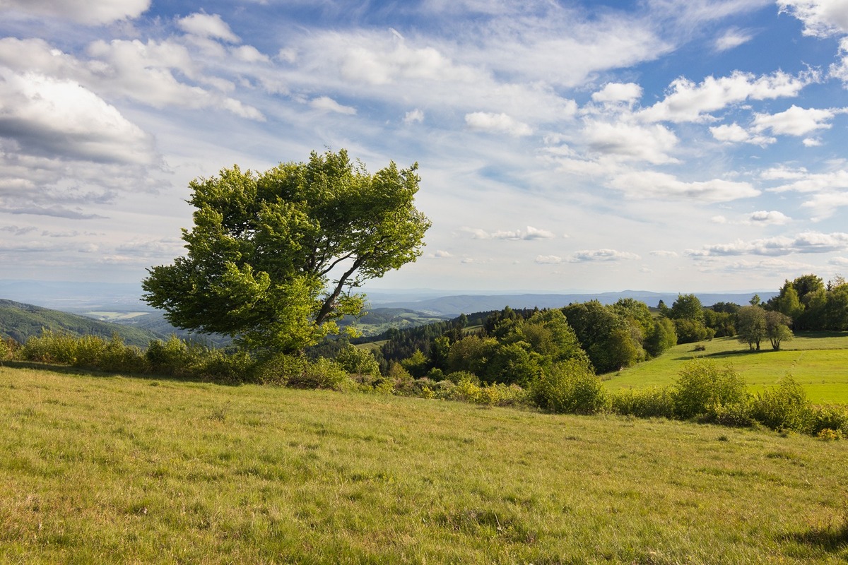 FOTO: Hlasujte za výnimočné stromy z Banskobystrického kraja, foto 21