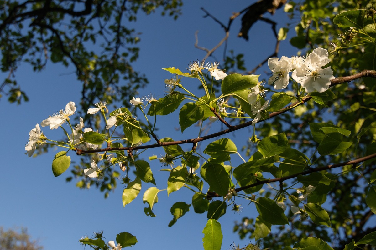 FOTO: Hlasujte za výnimočné stromy z Banskobystrického kraja, foto 22