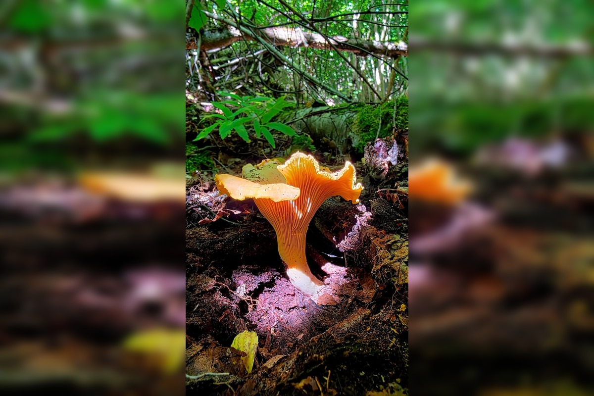 FOTO: Hubárska sezóna v Banskobystrickom kraji sa rozbieha, foto 7