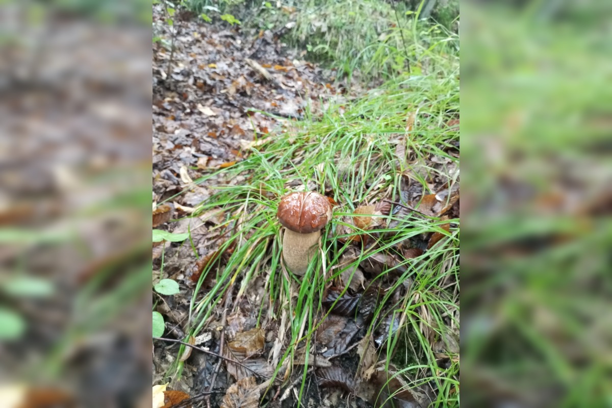 FOTO: Hubárska sezóna v Banskobystrickom kraji sa rozbieha, foto 3