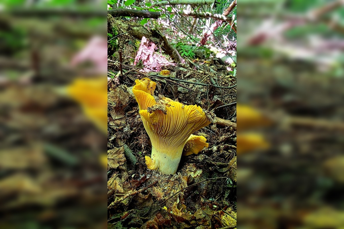 FOTO: Hubárska sezóna v Banskobystrickom kraji sa rozbieha, foto 5