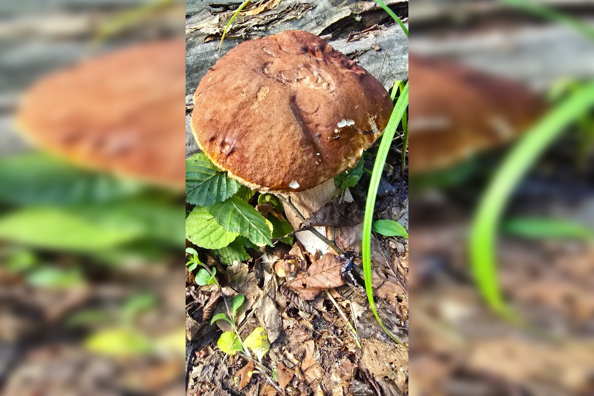 FOTO: Hubárska sezóna v Banskobystrickom kraji sa rozbieha, foto 6