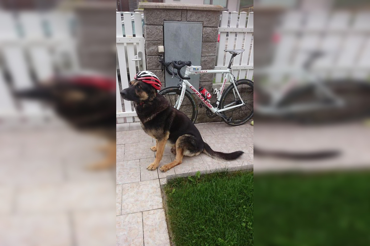 FOTO: Psíkovia na motorkách, foto 6