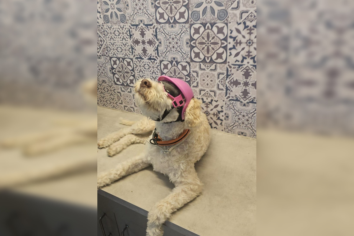 FOTO: Psíkovia na motorkách, foto 9