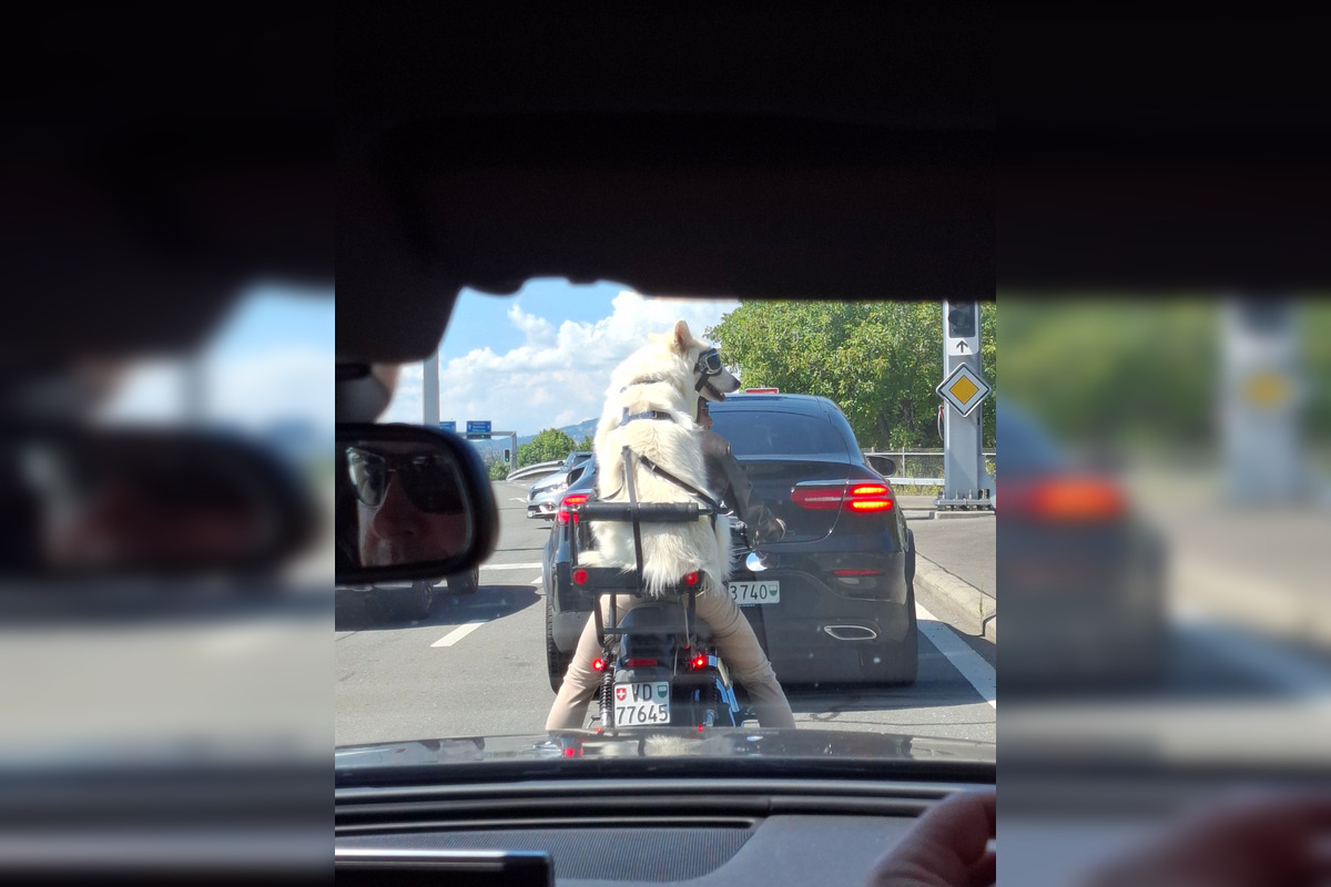 FOTO: Psíkovia na motorkách, foto 11