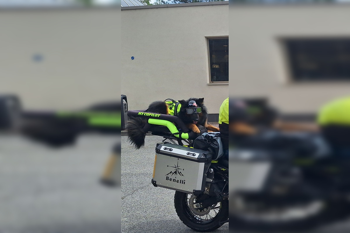 FOTO: Psíkovia na motorkách, foto 3