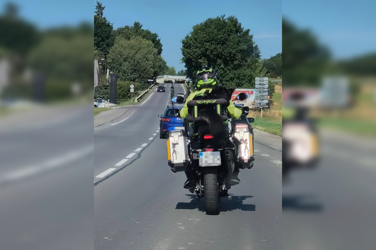 FOTO: Psíkovia na motorkách, foto 4