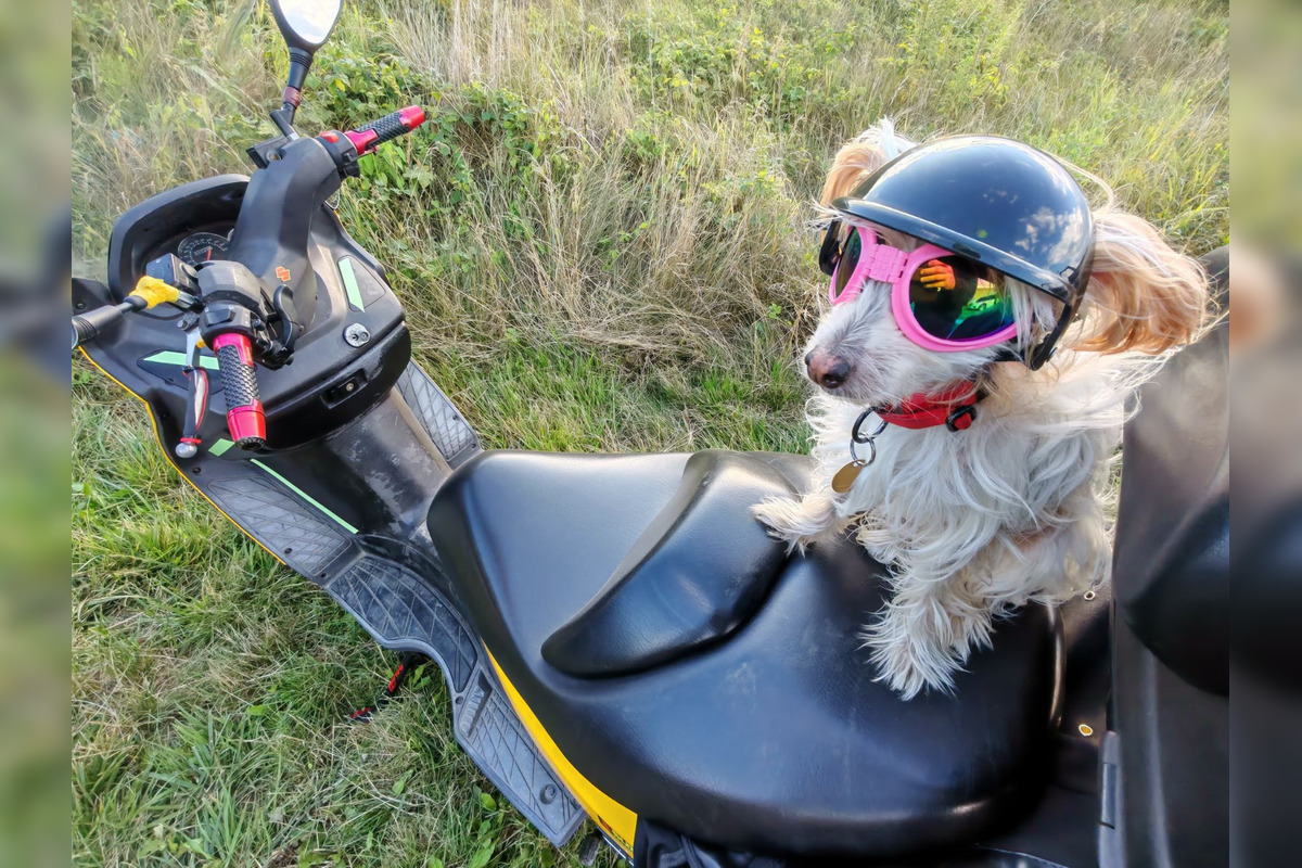 FOTO: Psíkovia na motorkách, foto 12