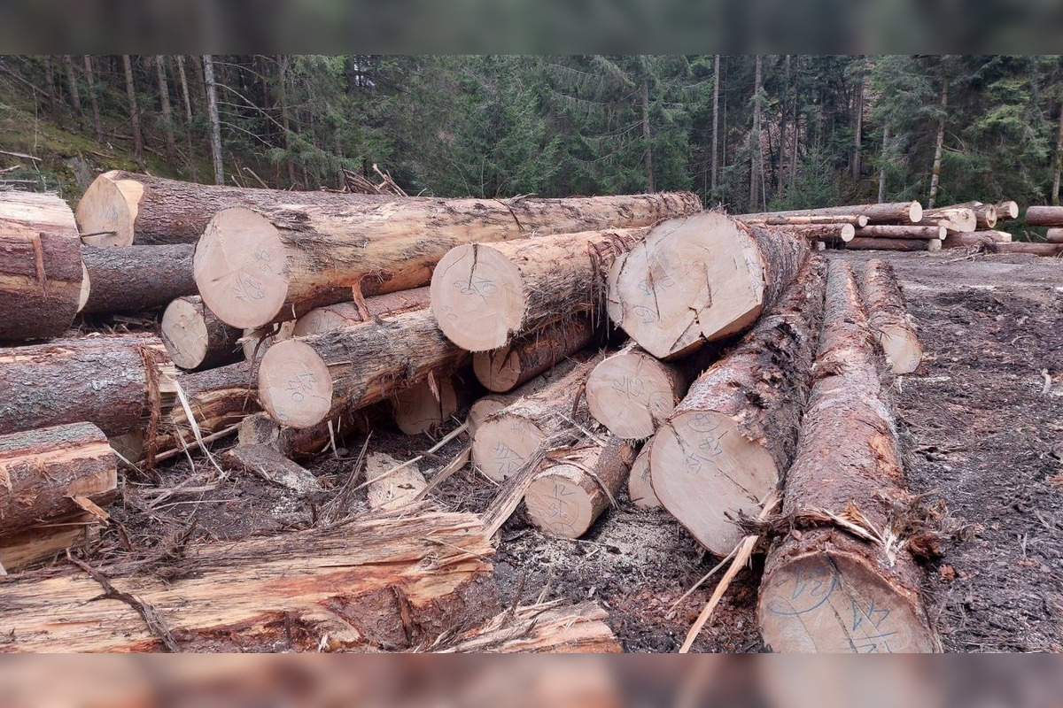 FOTO: Podnet na nelegálnu ťažbu inšpekcia preverila až keď bolo drevo odvezené, foto 1