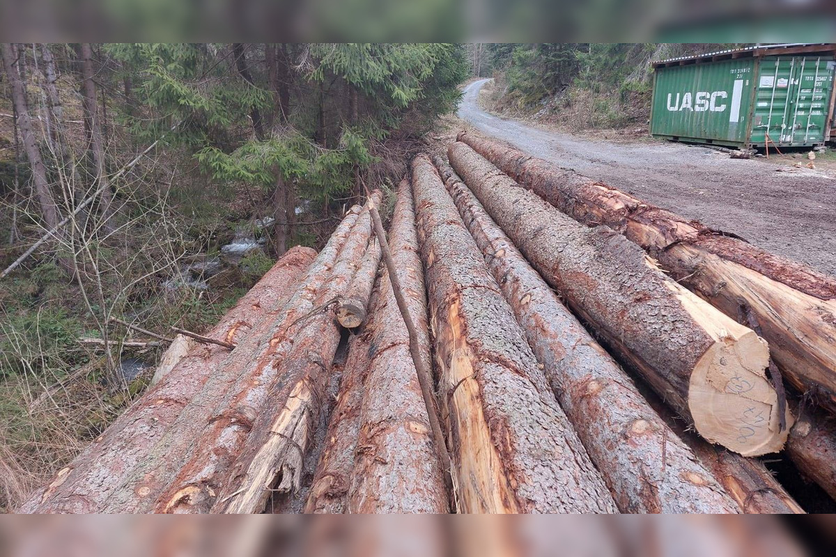 FOTO: Podnet na nelegálnu ťažbu inšpekcia preverila až keď bolo drevo odvezené, foto 2