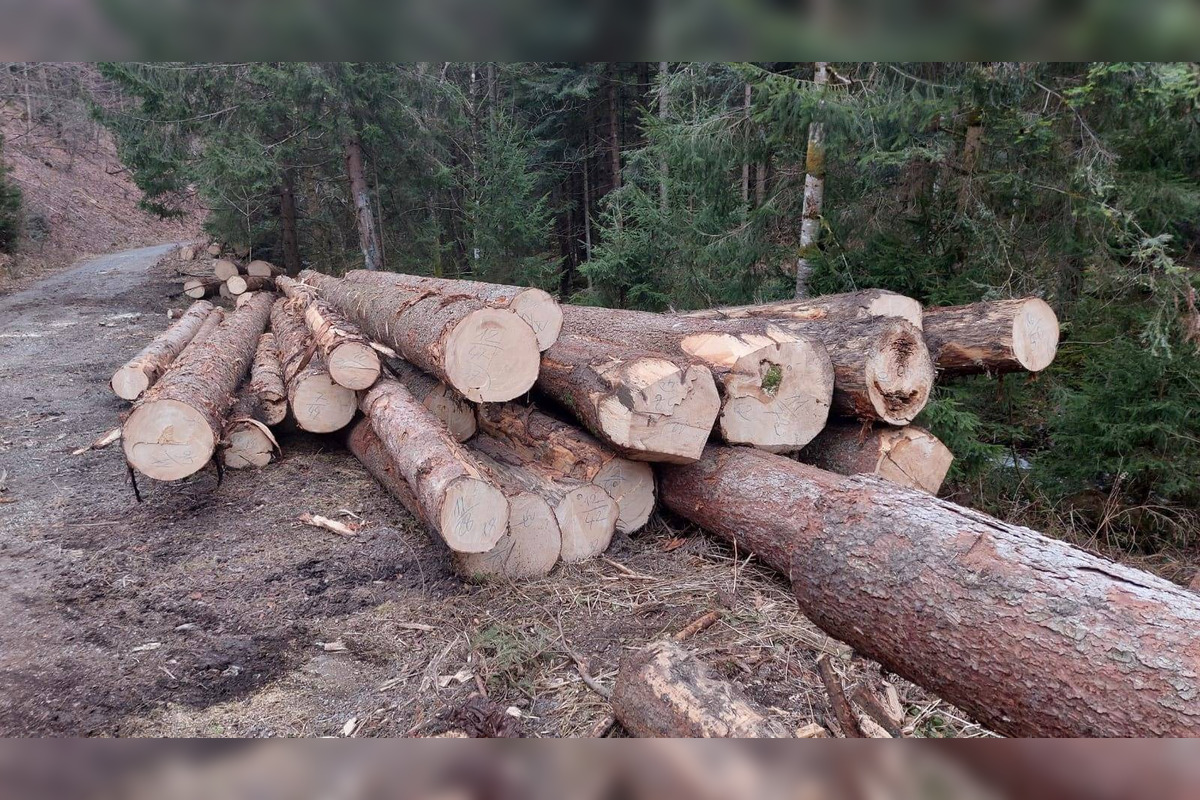 FOTO: Podnet na nelegálnu ťažbu inšpekcia preverila až keď bolo drevo odvezené, foto 3