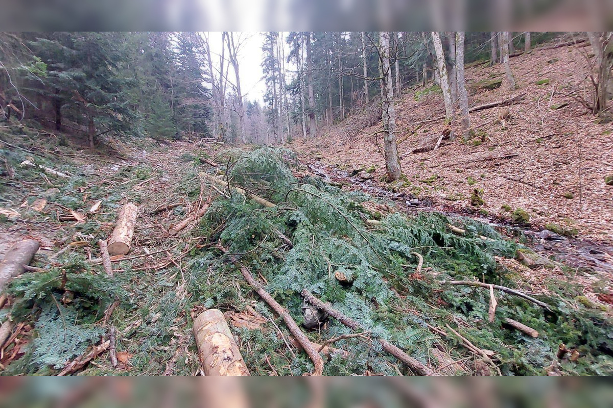FOTO: Podnet na nelegálnu ťažbu inšpekcia preverila až keď bolo drevo odvezené, foto 4