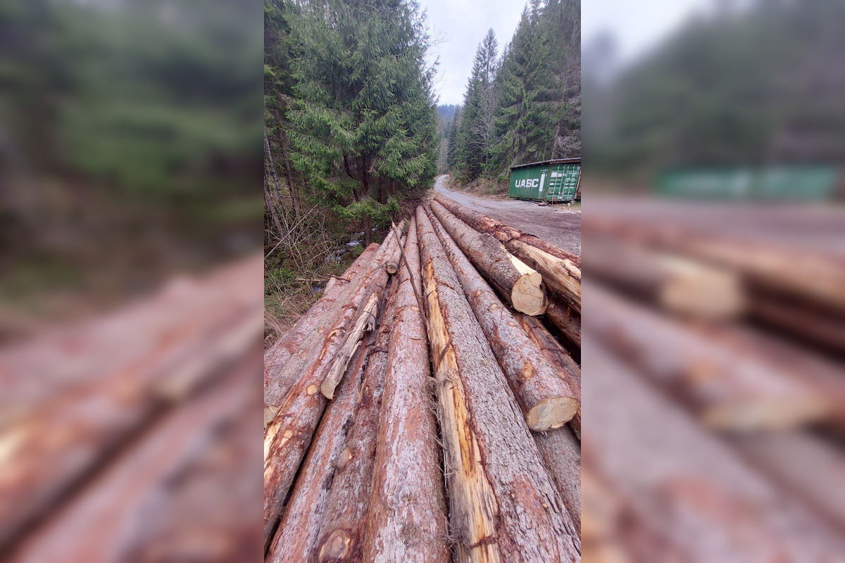 FOTO: Podnet na nelegálnu ťažbu inšpekcia preverila až keď bolo drevo odvezené, foto 5