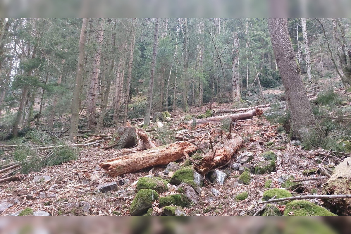 FOTO: Podnet na nelegálnu ťažbu inšpekcia preverila až keď bolo drevo odvezené, foto 6