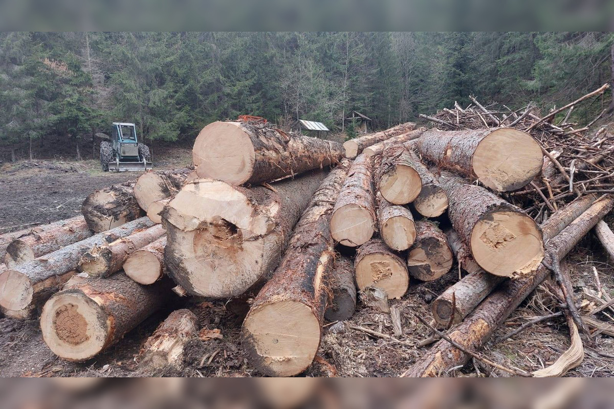 FOTO: Podnet na nelegálnu ťažbu inšpekcia preverila až keď bolo drevo odvezené, foto 7