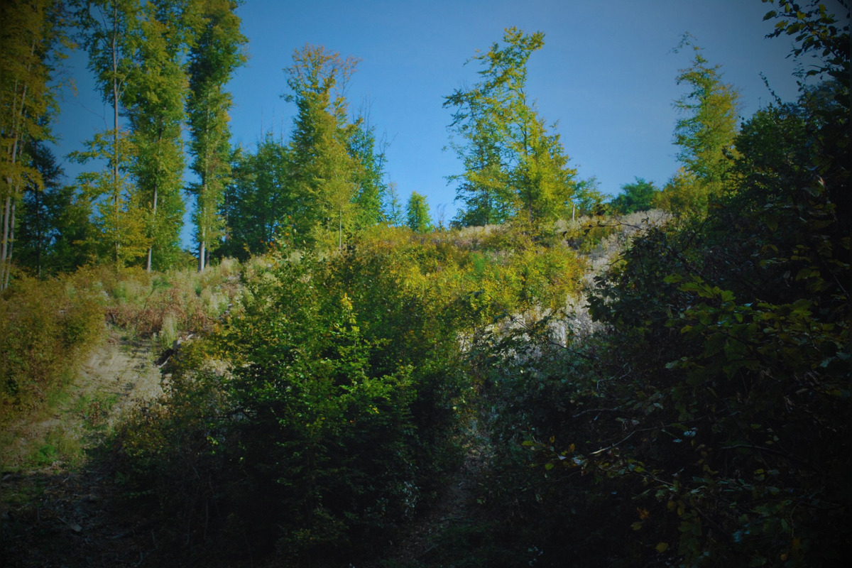 FOTO: Muž pri Poltári vyrúbal stromy za desaťtisíce eur, prípad ide pred súd, foto 1