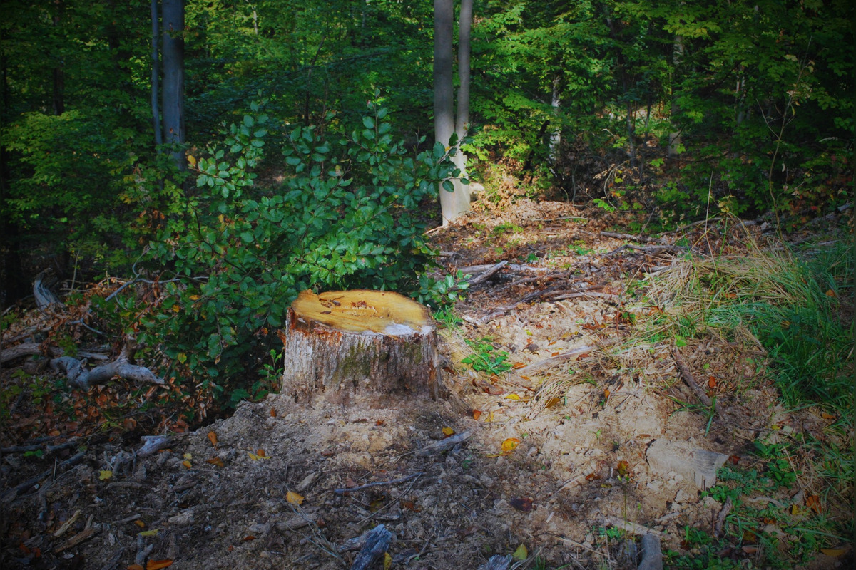 FOTO: Muž pri Poltári vyrúbal stromy za desaťtisíce eur, prípad ide pred súd, foto 3