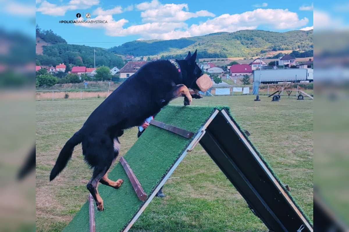 FOTO: Na Kováčovej súťažili psovodi, pozrite si, ako dopadli majstrovstvá kraja v klasickej kynológii, foto 1