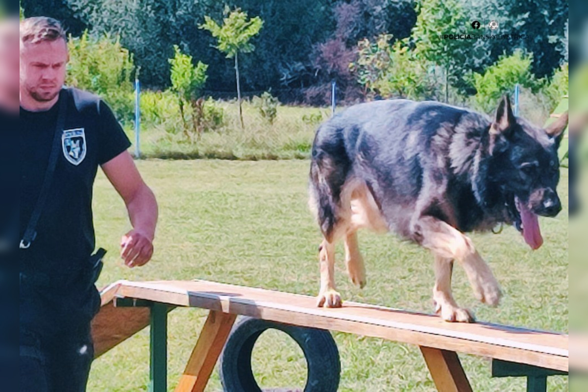 FOTO: Na Kováčovej súťažili psovodi, pozrite si, ako dopadli majstrovstvá kraja v klasickej kynológii, foto 3