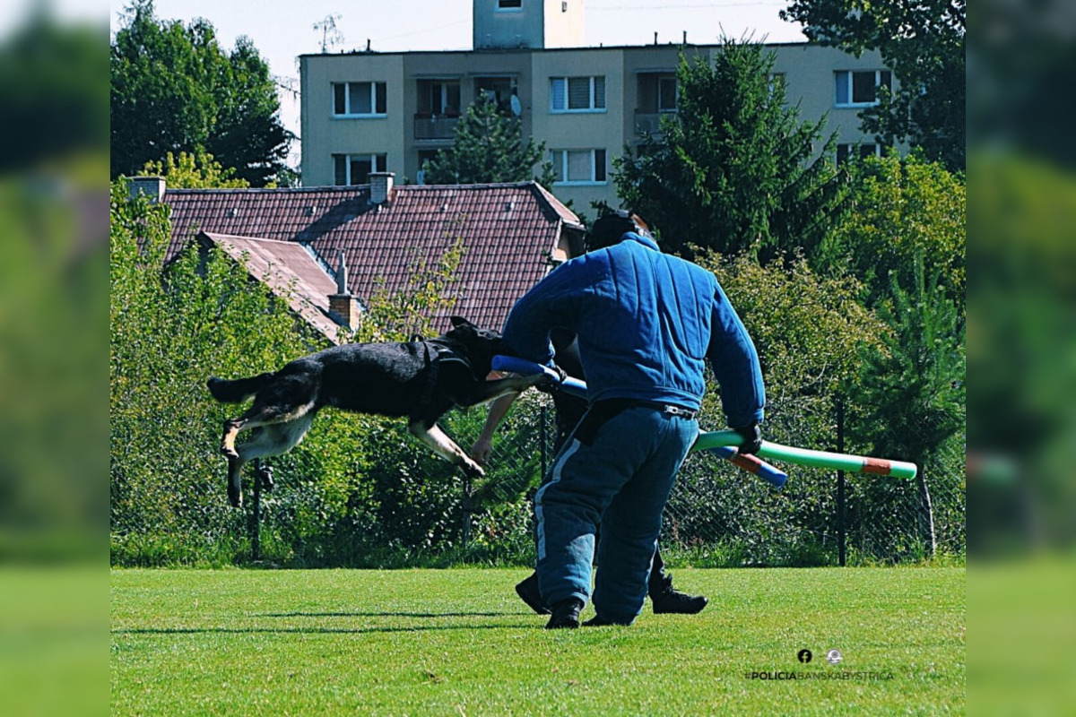 FOTO: Na Kováčovej súťažili psovodi, pozrite si, ako dopadli majstrovstvá kraja v klasickej kynológii, foto 10