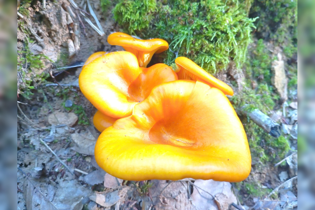 FOTO: Hubári z Banskobystrického kraja sa chvália svojimi úlovkami, foto 1