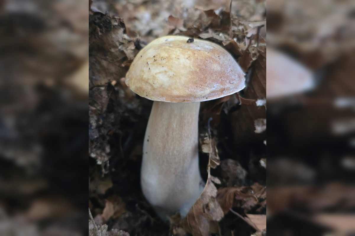 FOTO: Hubári z Banskobystrického kraja sa chvália svojimi úlovkami, foto 2