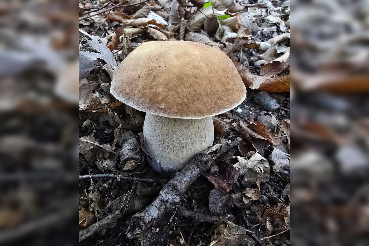 FOTO: Hubári z Banskobystrického kraja sa chvália svojimi úlovkami, foto 3