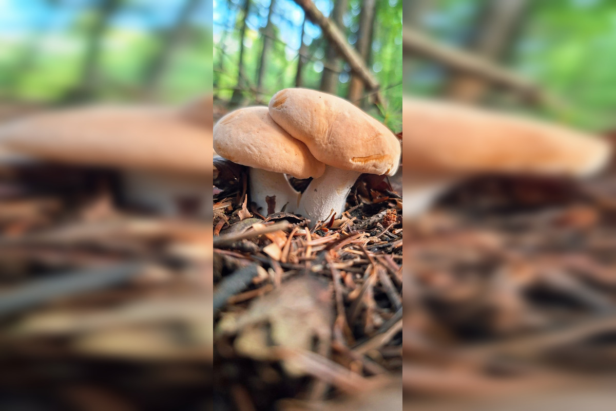 FOTO: Hubári z Banskobystrického kraja sa chvália svojimi úlovkami, foto 5