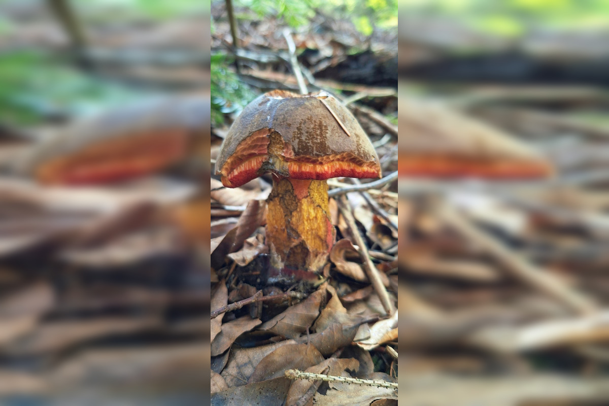 FOTO: Hubári z Banskobystrického kraja sa chvália svojimi úlovkami, foto 6