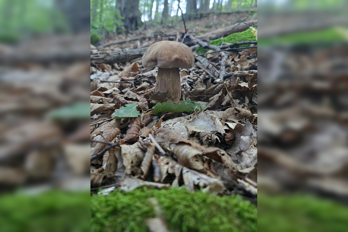 FOTO: Hubári z Banskobystrického kraja sa chvália svojimi úlovkami, foto 7