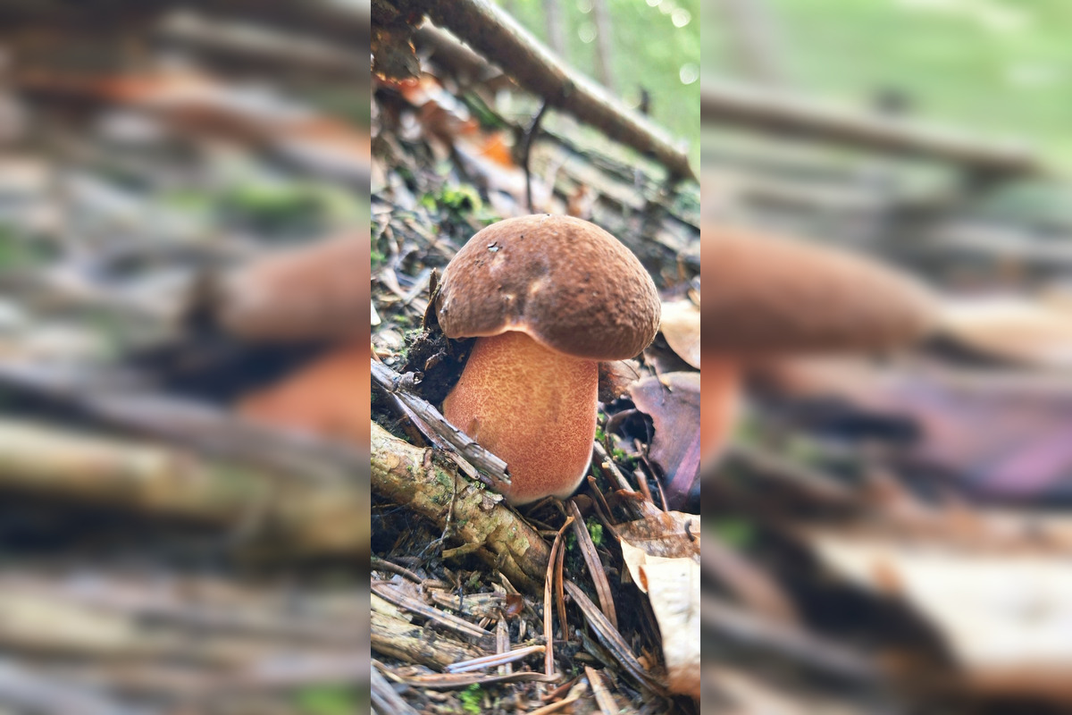 FOTO: Hubári z Banskobystrického kraja sa chvália svojimi úlovkami, foto 8