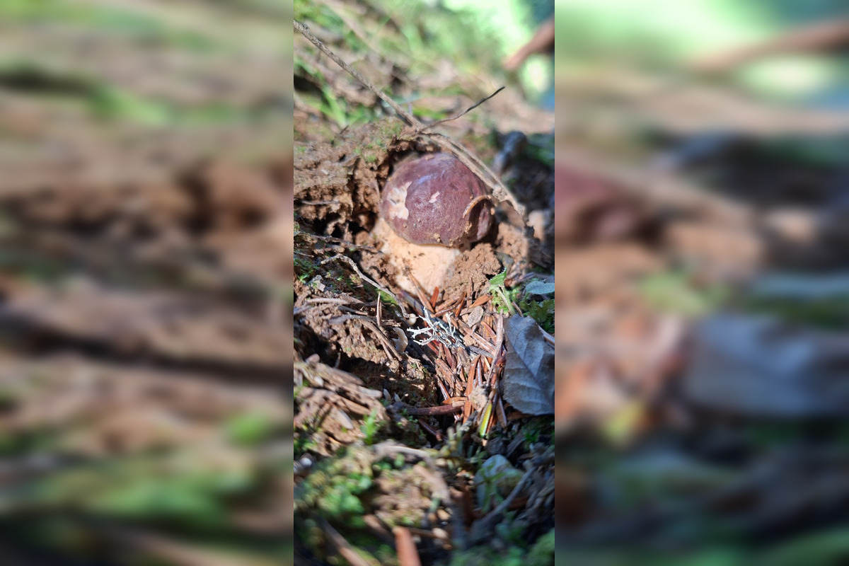 FOTO: Hubári z Banskobystrického kraja sa chvália svojimi úlovkami, foto 9