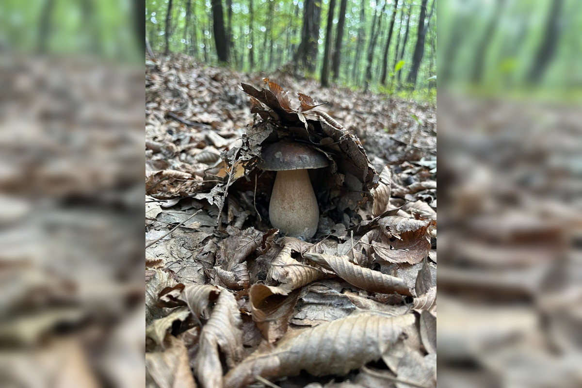 FOTO: Hubári z Banskobystrického kraja sa chvália svojimi úlovkami, foto 10