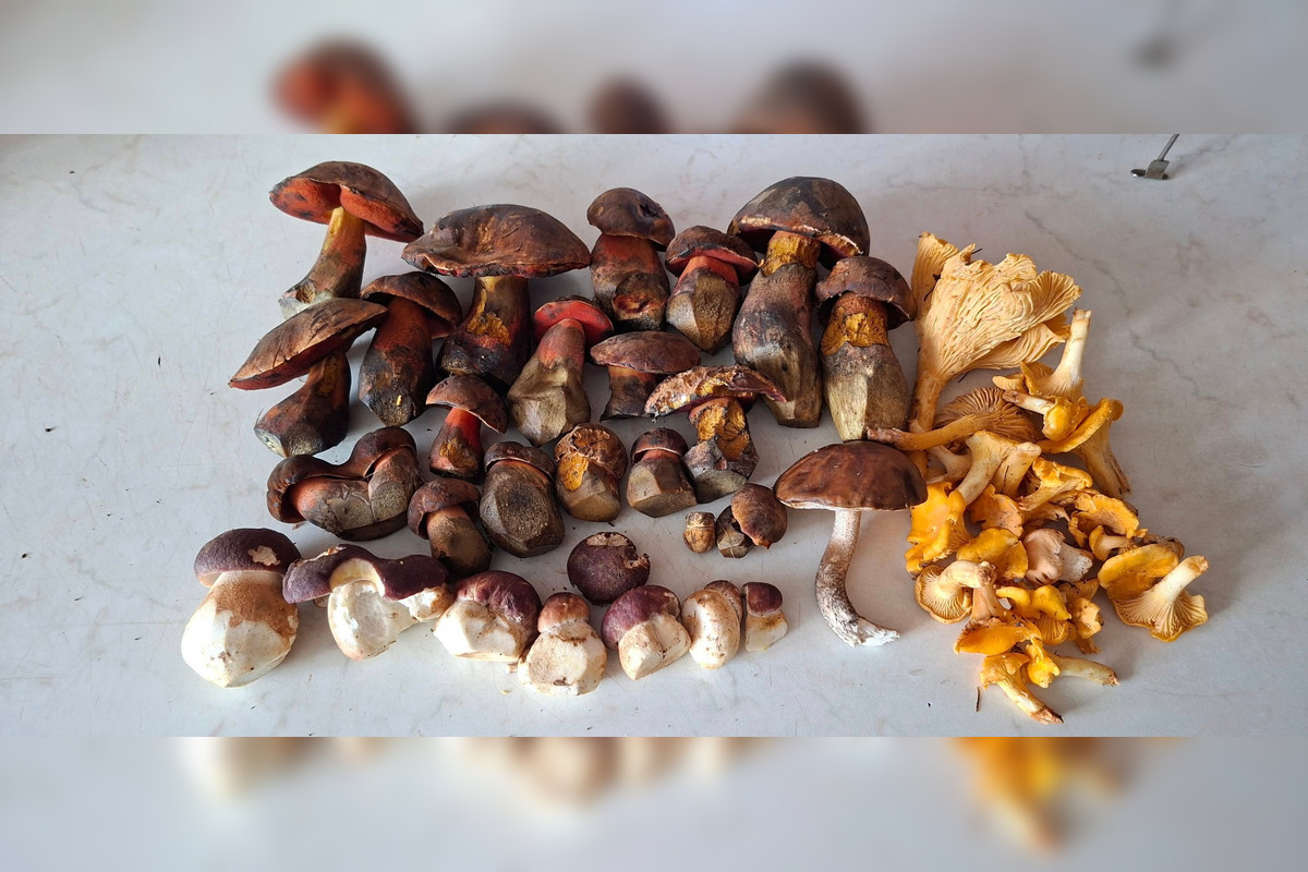 FOTO: Hubári z Banskobystrického kraja sa chvália svojimi úlovkami, foto 11