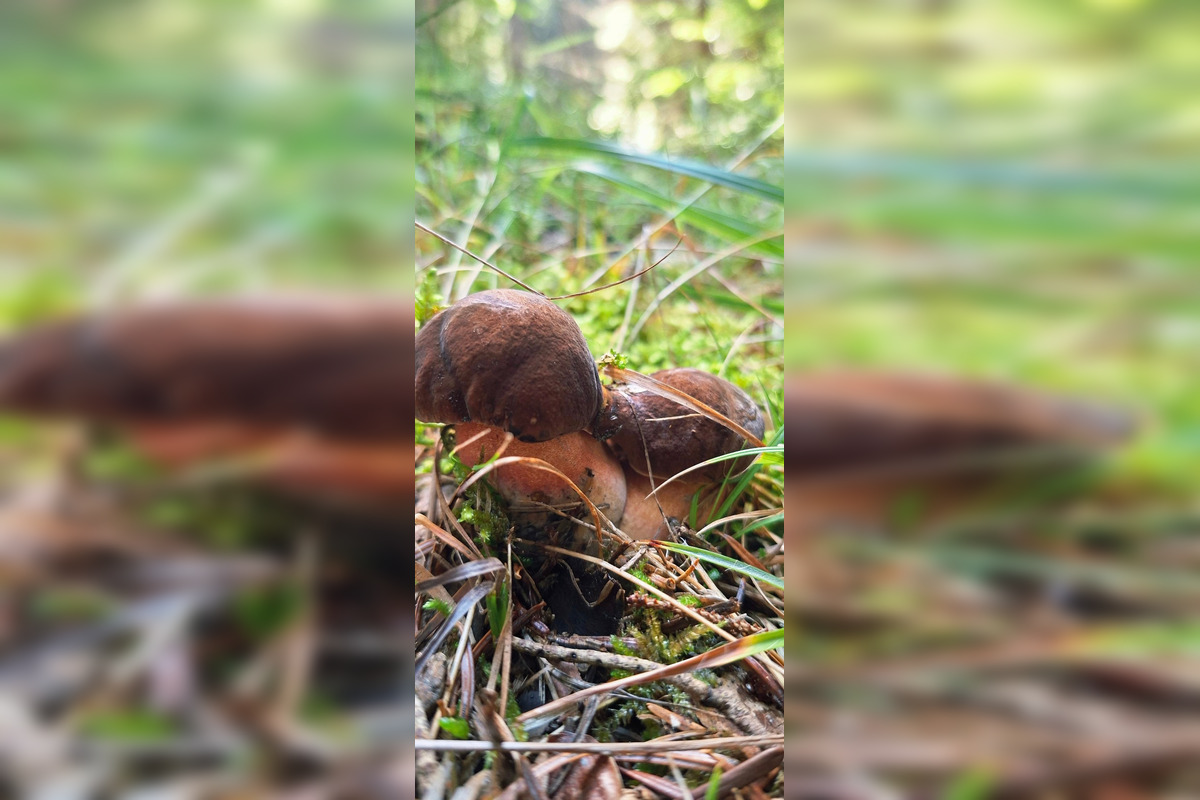 FOTO: Hubári z Banskobystrického kraja sa chvália svojimi úlovkami, foto 12