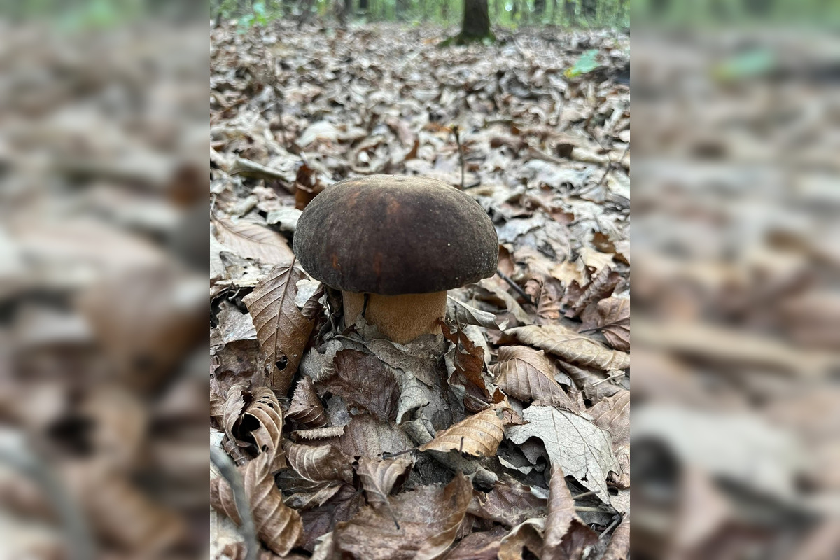 FOTO: Hubári z Banskobystrického kraja sa chvália svojimi úlovkami, foto 13