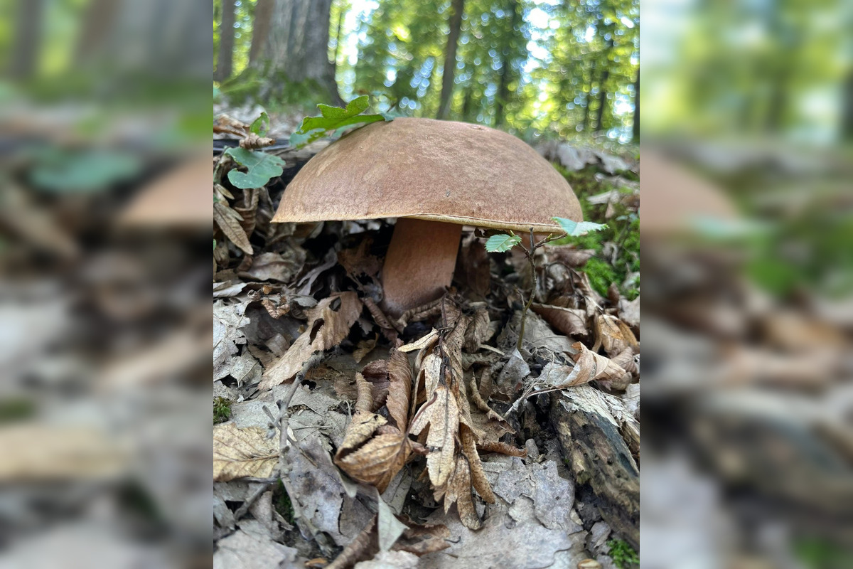 FOTO: Hubári z Banskobystrického kraja sa chvália svojimi úlovkami, foto 15