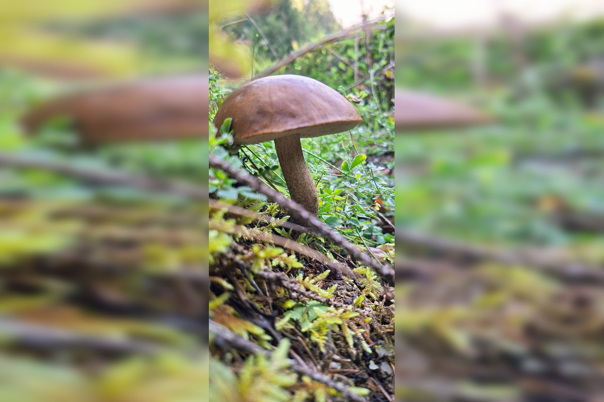 FOTO: Hubári z Banskobystrického kraja sa chvália svojimi úlovkami, foto 16