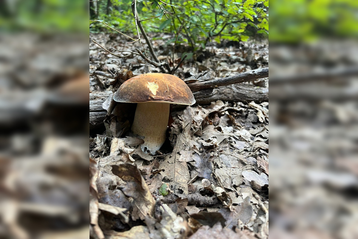 FOTO: Hubári z Banskobystrického kraja sa chvália svojimi úlovkami, foto 17