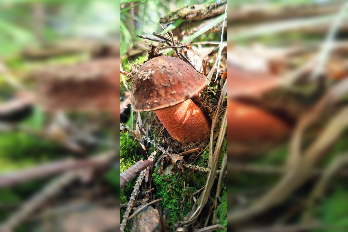 FOTO: Hubári z Banskobystrického kraja sa chvália svojimi úlovkami, foto 18