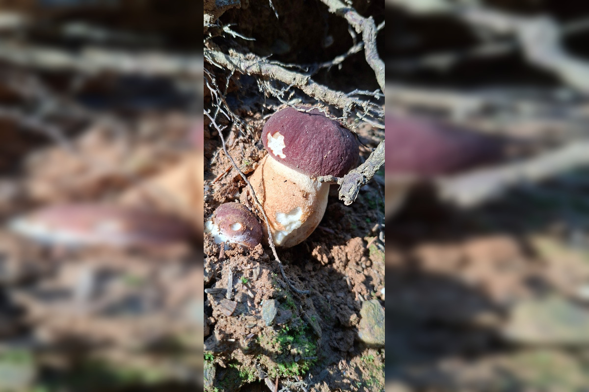 FOTO: Hubári z Banskobystrického kraja sa chvália svojimi úlovkami, foto 19