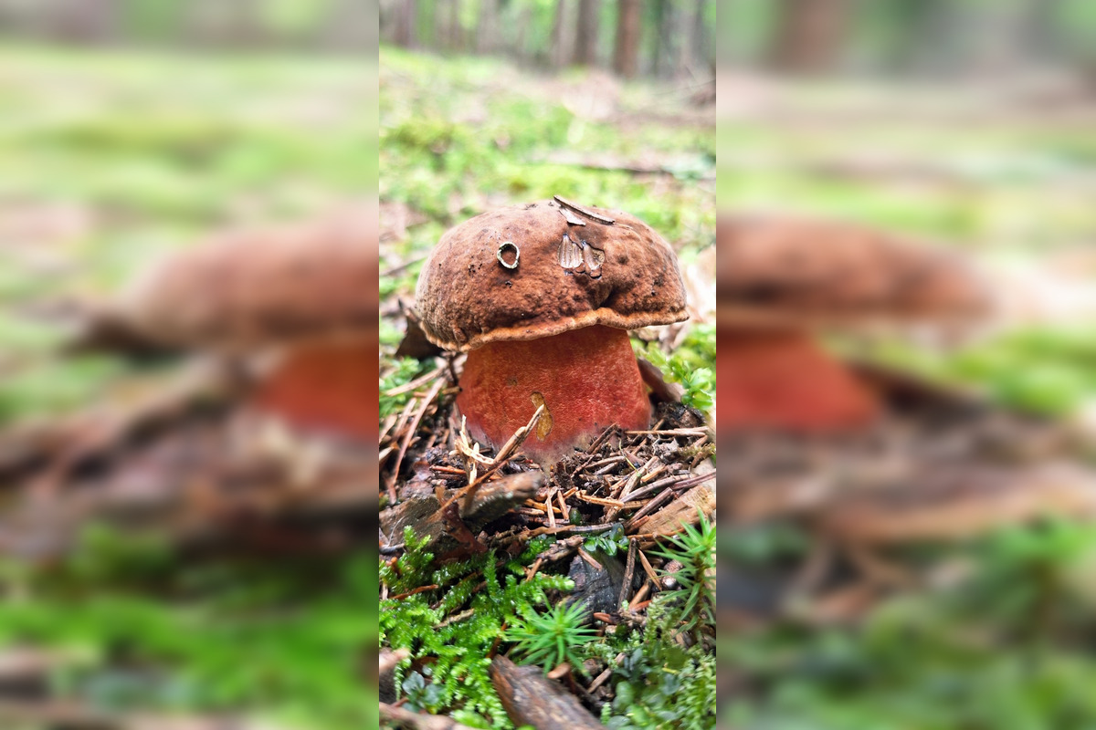 FOTO: Hubári z Banskobystrického kraja sa chvália svojimi úlovkami, foto 21