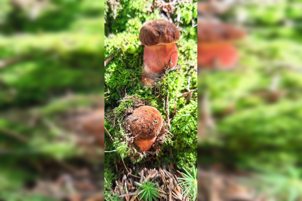 FOTO: Hubári z Banskobystrického kraja sa chvália svojimi úlovkami, foto 22