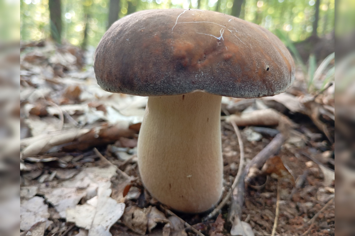 FOTO: Hubári z Banskobystrického kraja sa chvália svojimi úlovkami, foto 23