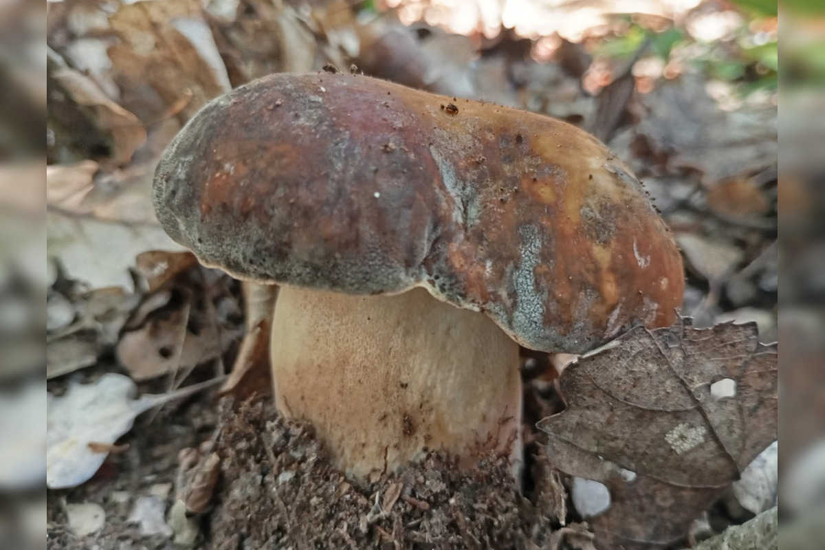 FOTO: Hubári z Banskobystrického kraja sa chvália svojimi úlovkami, foto 24