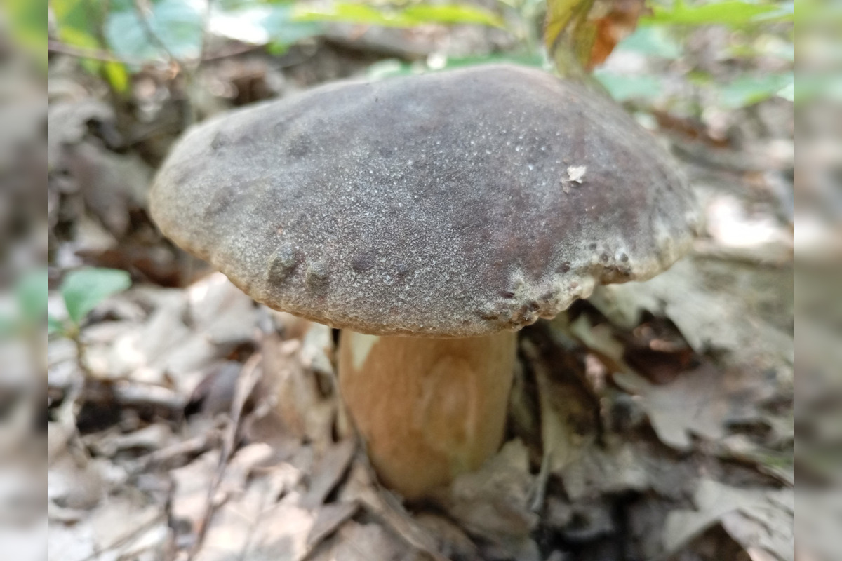 FOTO: Hubári z Banskobystrického kraja sa chvália svojimi úlovkami, foto 25